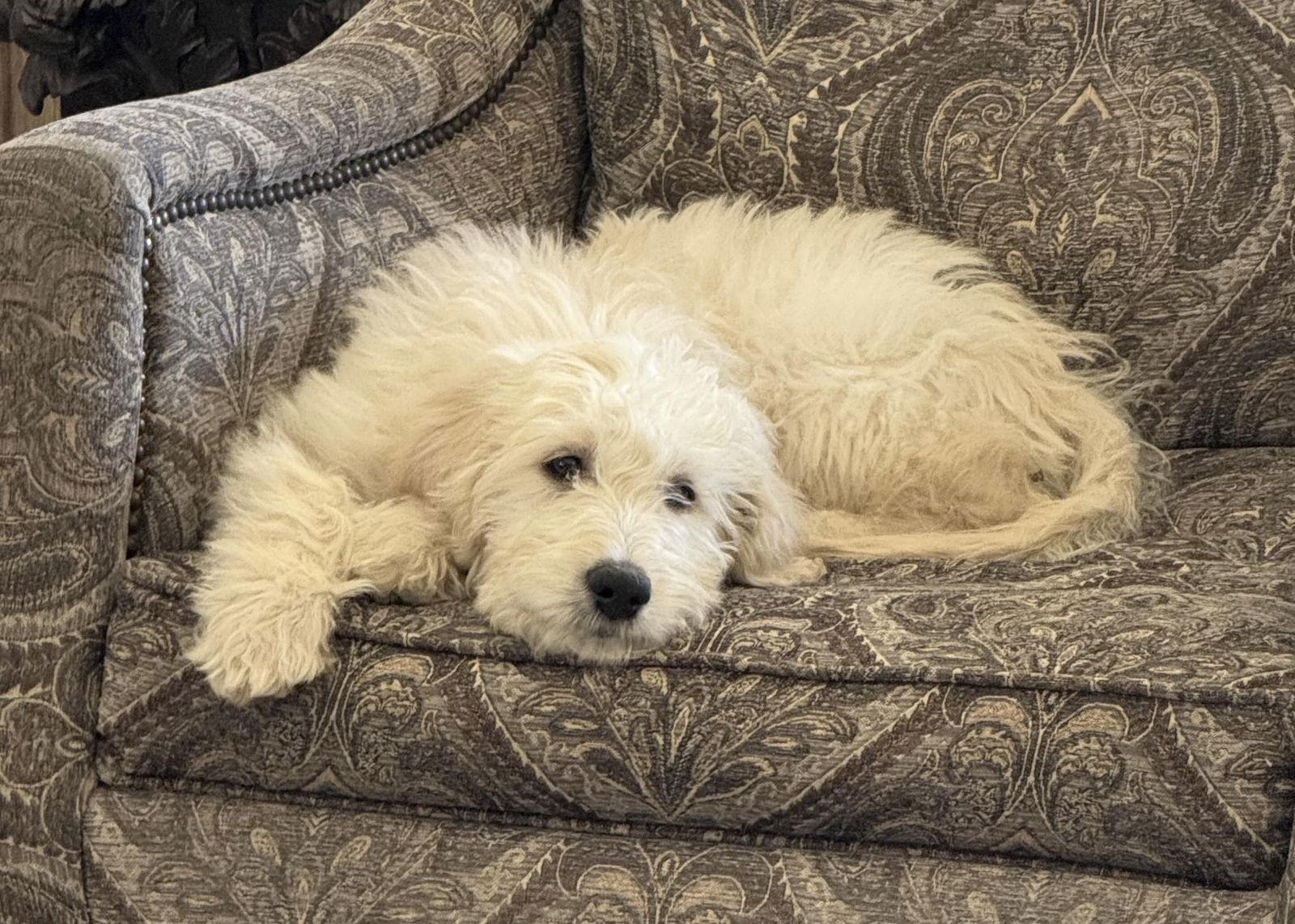 Enlarge Theo, a Adopted mixed breed in Fort Worth, TX image 1/3