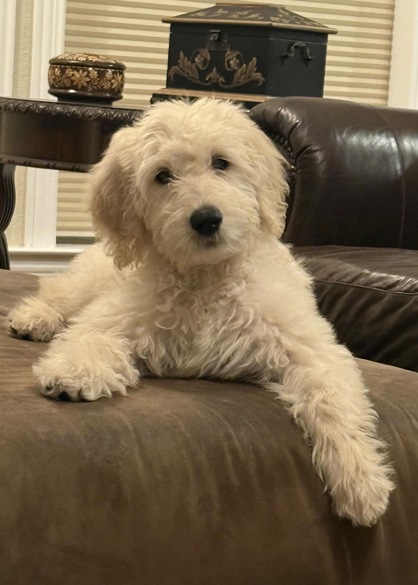 Enlarge Theo, a Adopted mixed breed in Fort Worth, TX image 2/3