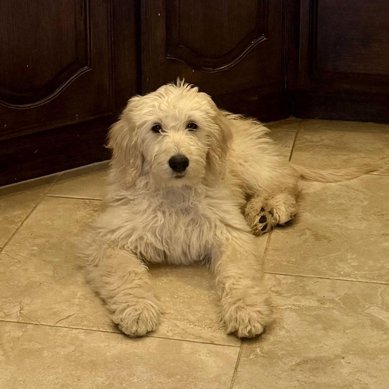 Enlarge Theo, a Adopted mixed breed in Fort Worth, TX image 3/3