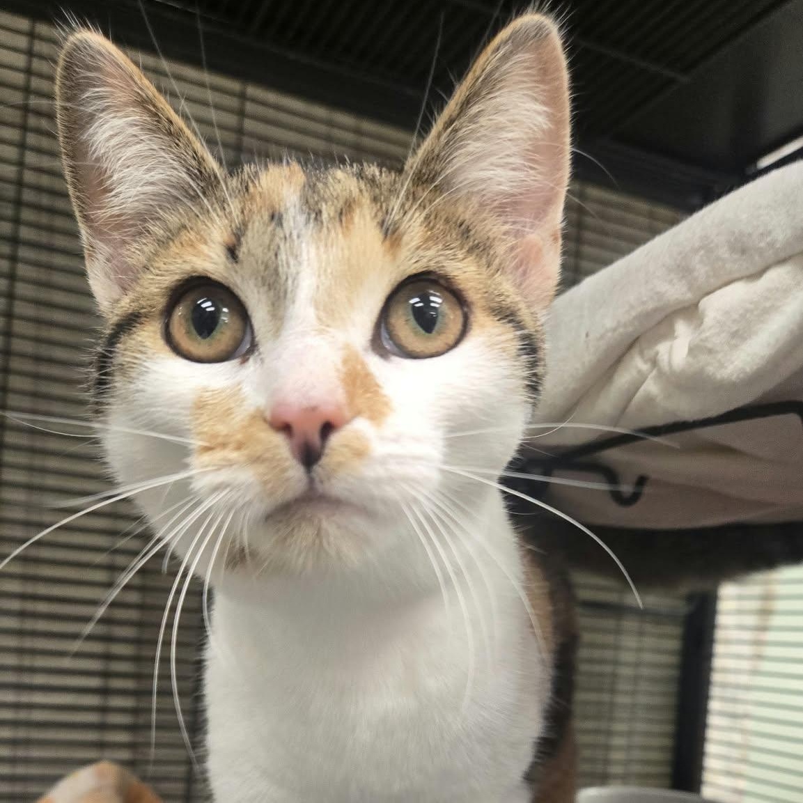 Plum, Adoptable, Kitten Female Domestic Short Hair.