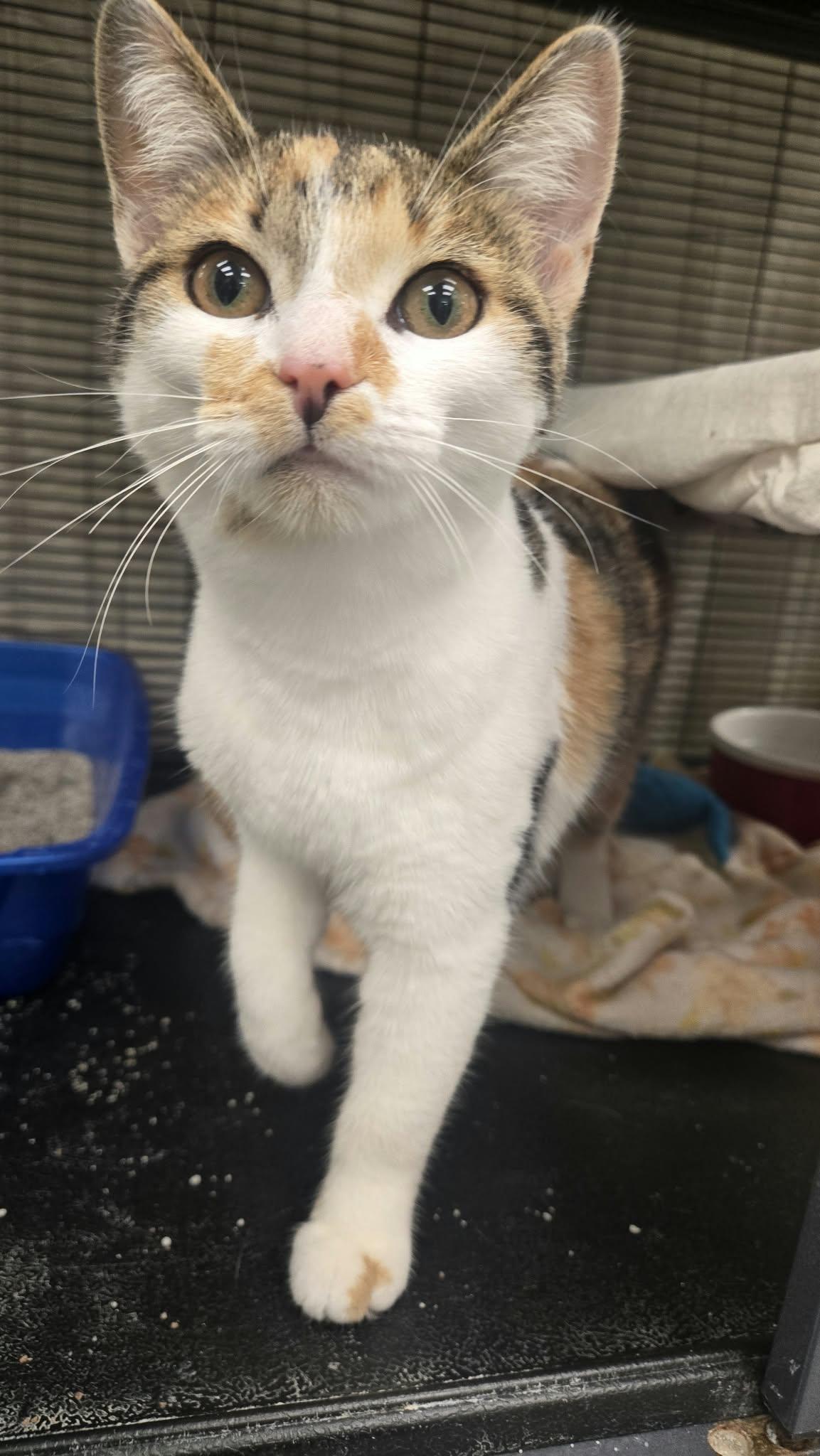 Enlarge Plum, a Adoptable Domestic Short Hair in Martinsville, IN image 2/2