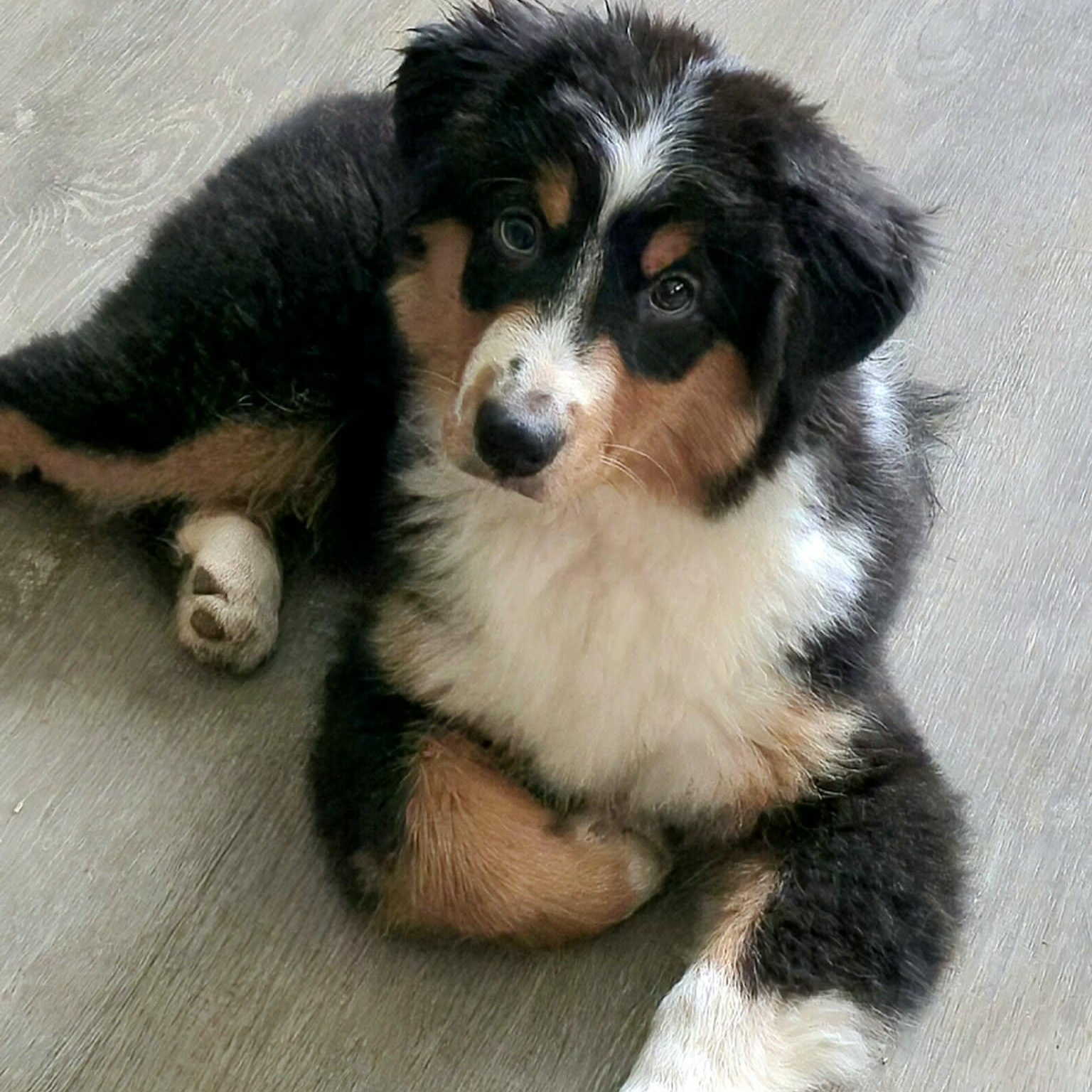 Pirate Boone, Adopted, Puppy Male Australian Shepherd.