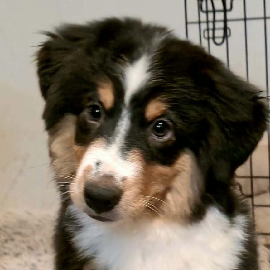 Enlarge Pirate Boone, a Adopted Australian Shepherd in La Center, WA image 3/4