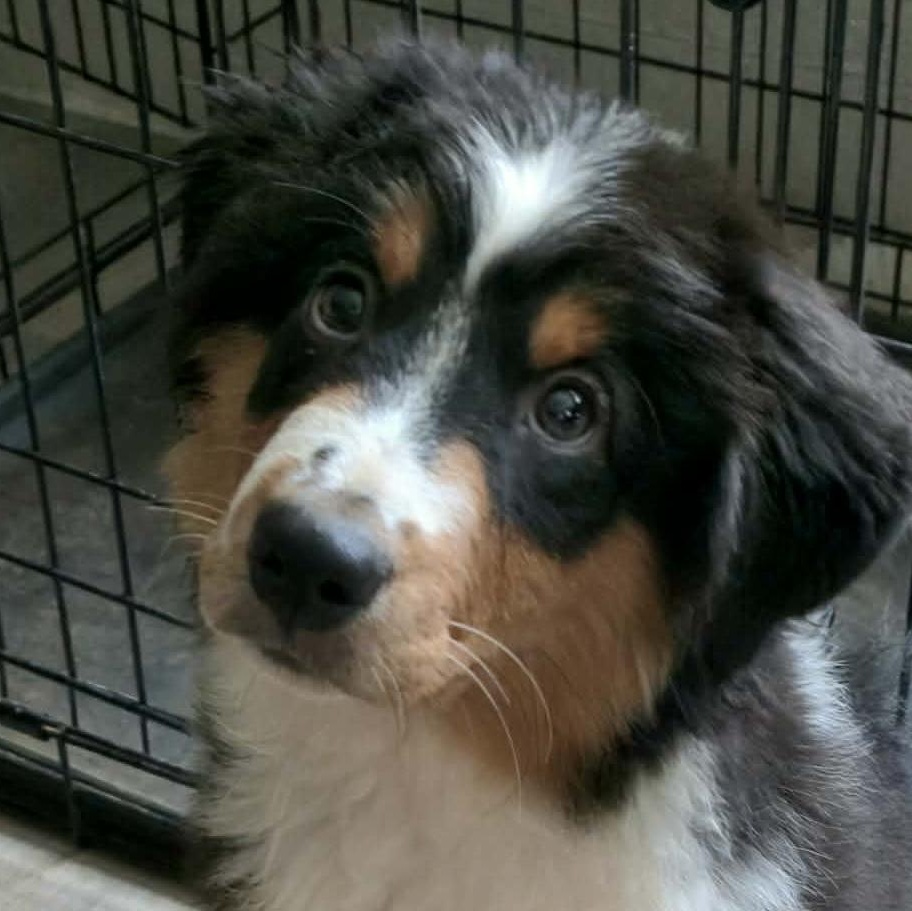 Enlarge Pirate Boone, a Adopted Australian Shepherd in La Center, WA image 2/4