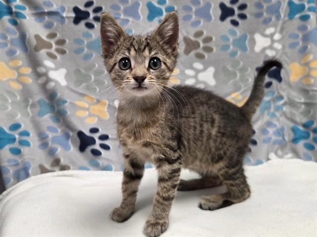 PORK CHOP, Adoptable, Kitten Male Domestic Short Hair.