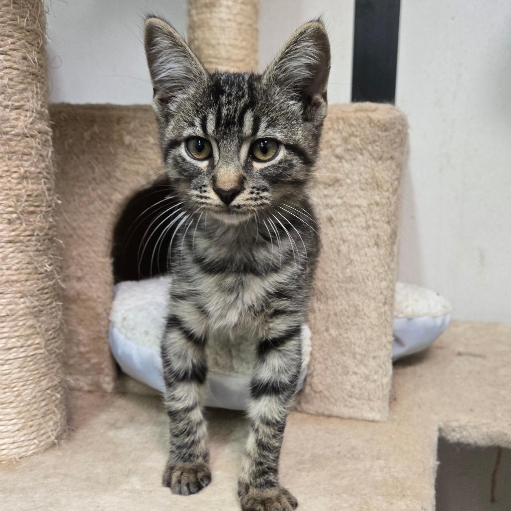 Enlarge Fred, a other Domestic Short Hair in Graham, TX image 2/4