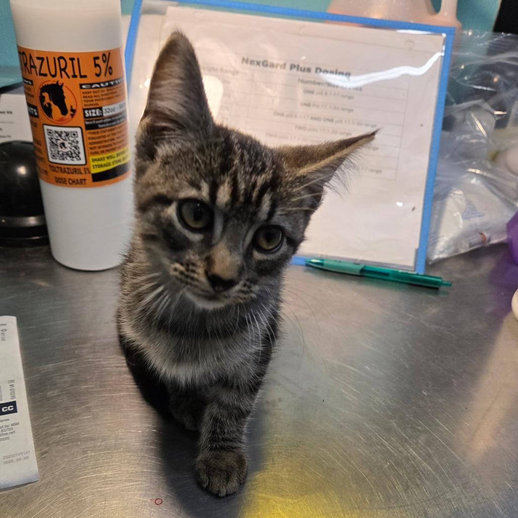 Enlarge Fred, a other Domestic Short Hair in Graham, TX image 4/4