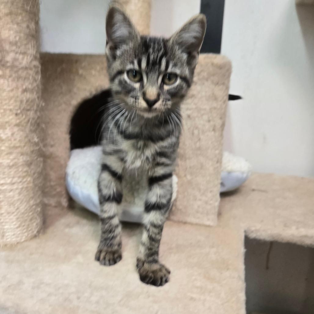 Fred, Adoptable, Young Male Domestic Short Hair.