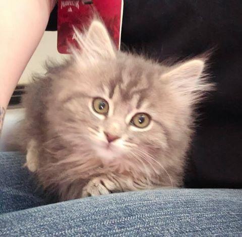 Enlarge Miss Kitty, an adopted mixed breed in Fernley, NV image 1/1