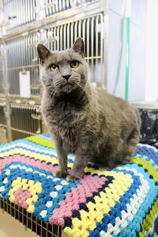 Enlarge Betsy, a Adoptable mixed breed in Indiana, PA image 1/1