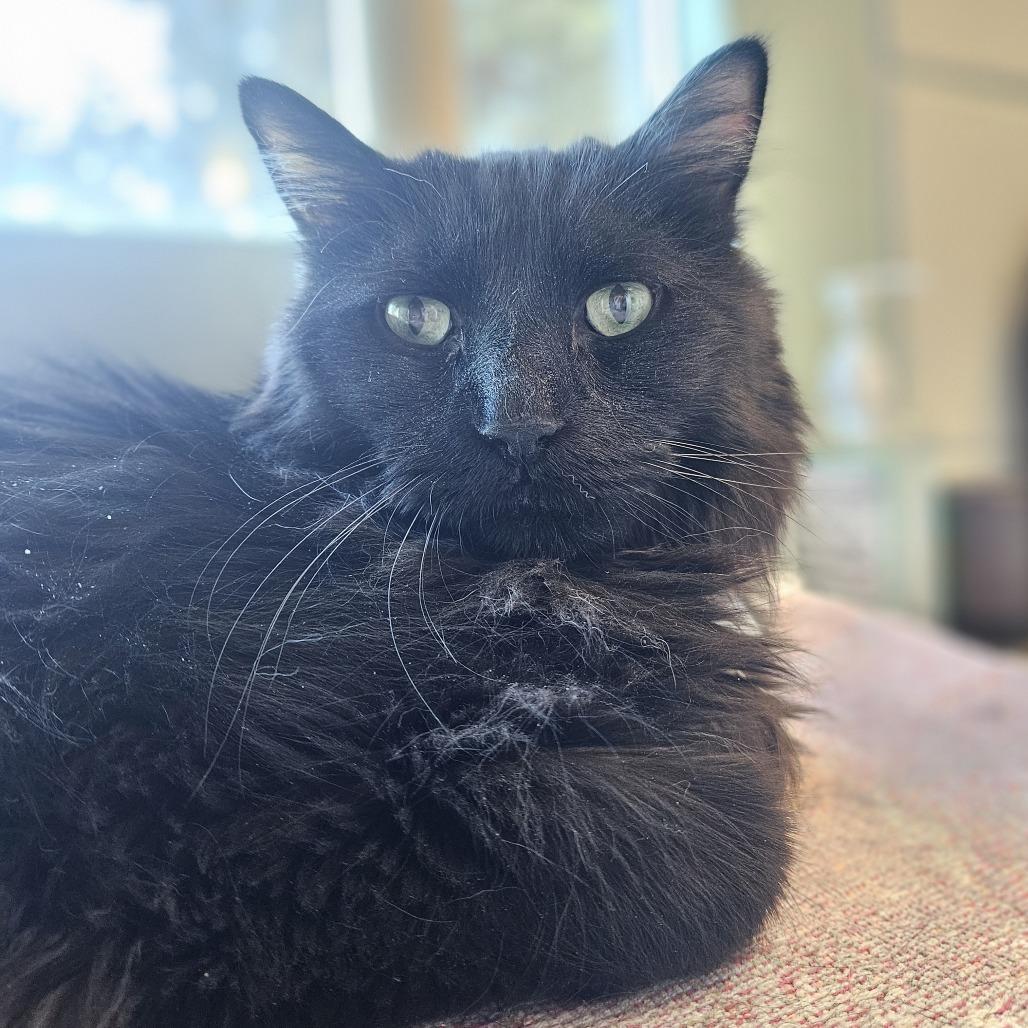 Enlarge Charlie, a Adoptable Domestic Long Hair in Lakewood, CO image 1/6