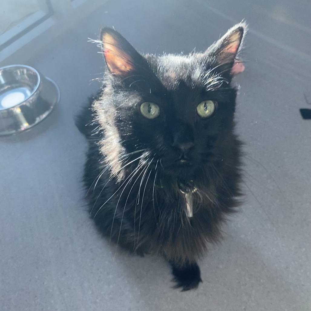 Enlarge Charlie, a Adoptable Domestic Long Hair in Lakewood, CO image 2/6