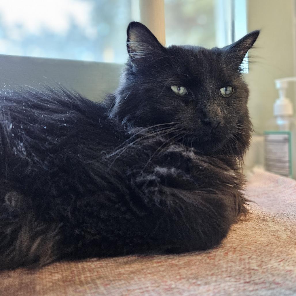 Enlarge Charlie, a Adoptable Domestic Long Hair in Lakewood, CO image 3/6