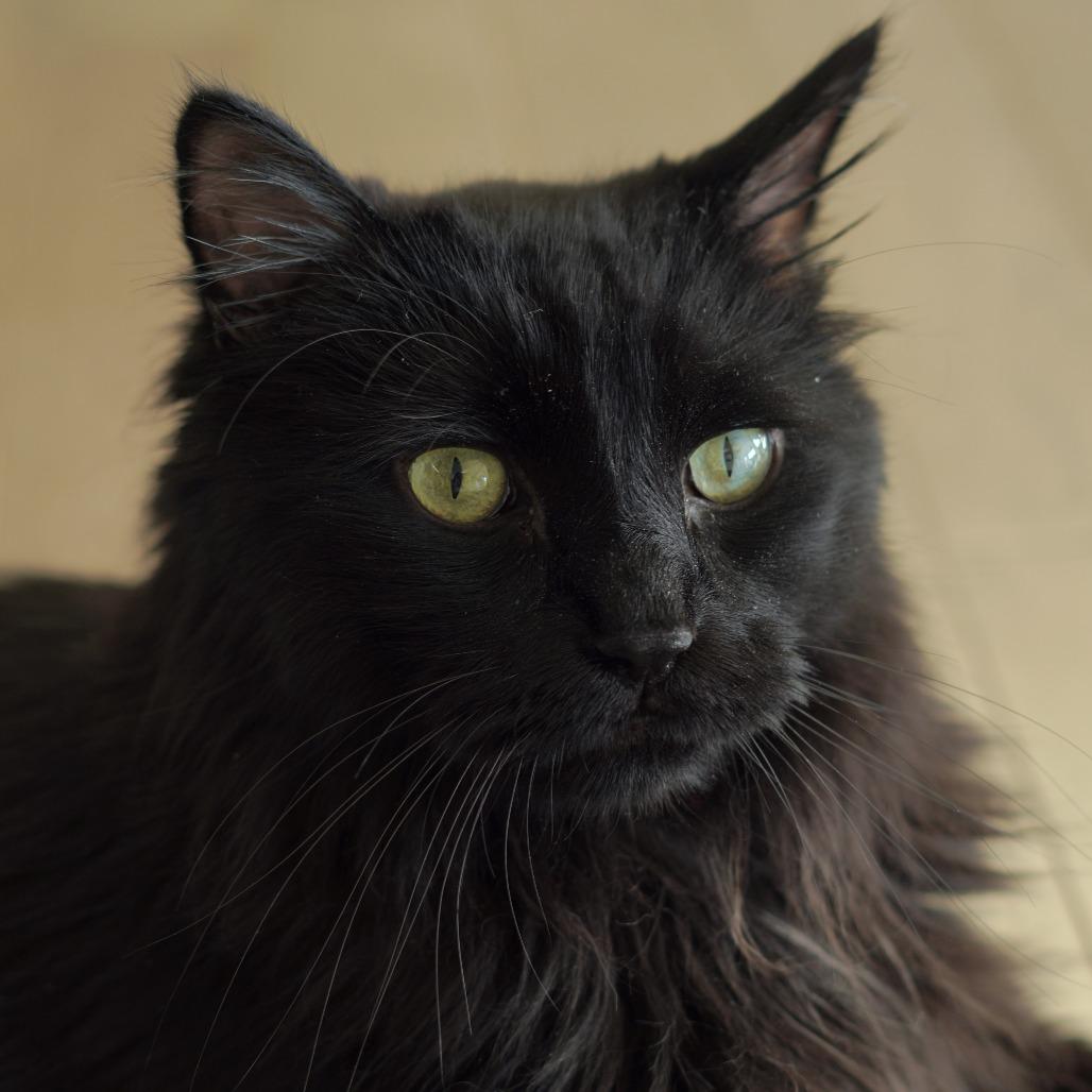 Enlarge Charlie, a Adoptable Domestic Long Hair in Lakewood, CO image 4/6