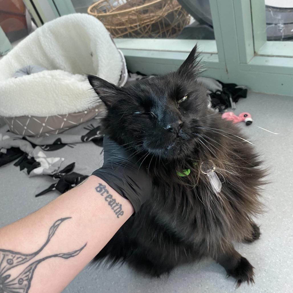 Enlarge Charlie, a Adoptable Domestic Long Hair in Lakewood, CO image 5/6