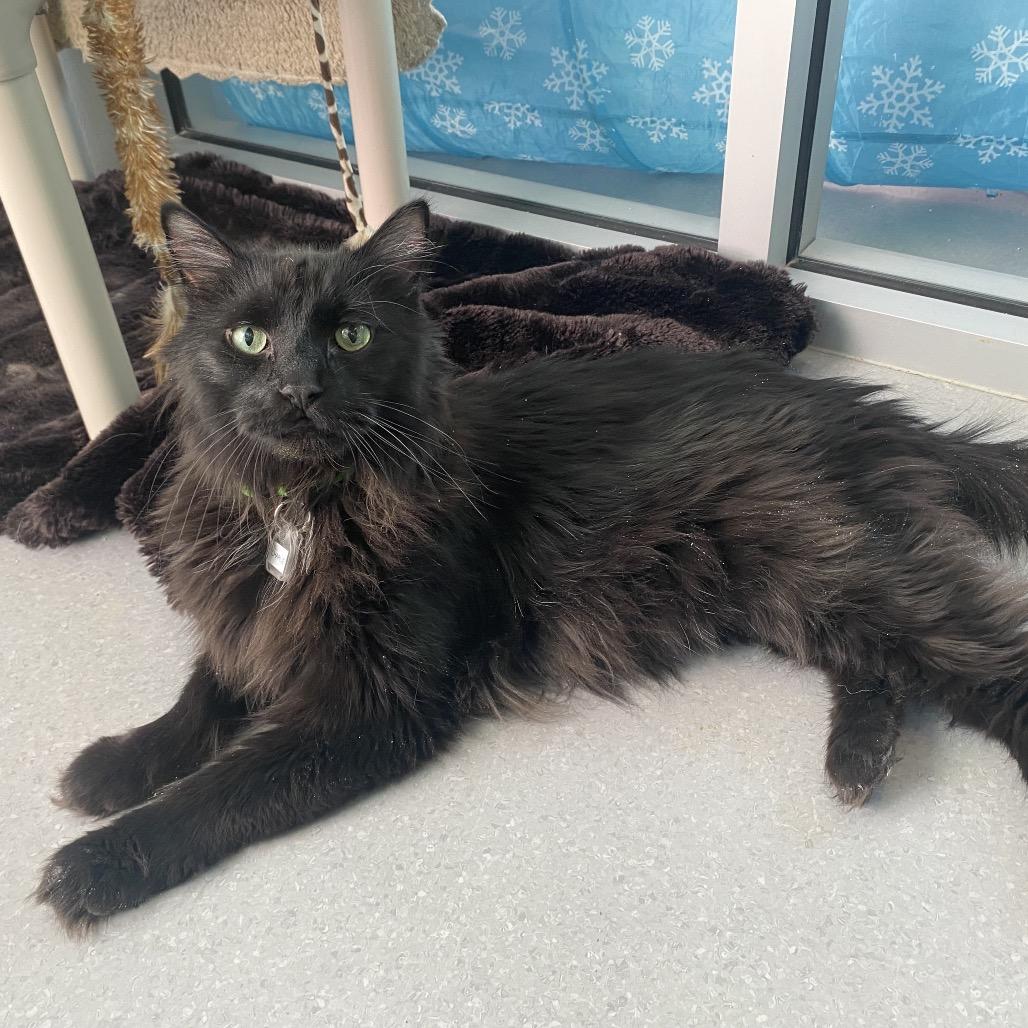 Enlarge Charlie, a Adoptable Domestic Long Hair in Lakewood, CO image 6/6