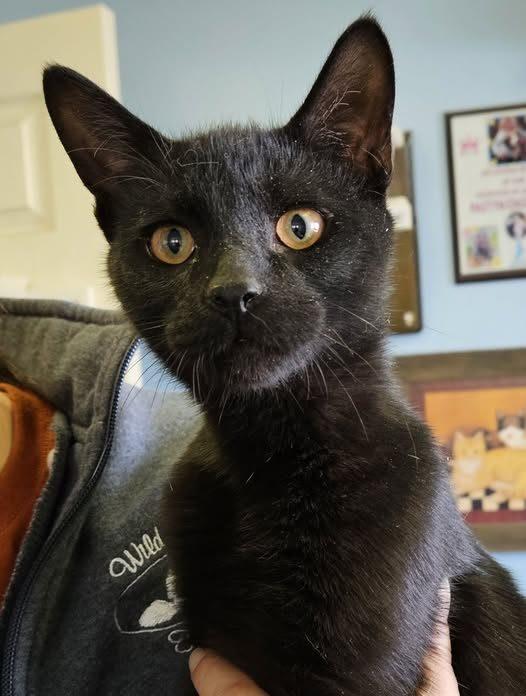 Enlarge Banjo, an adopted American Shorthair in Lawrenceburg, KY image 1/1