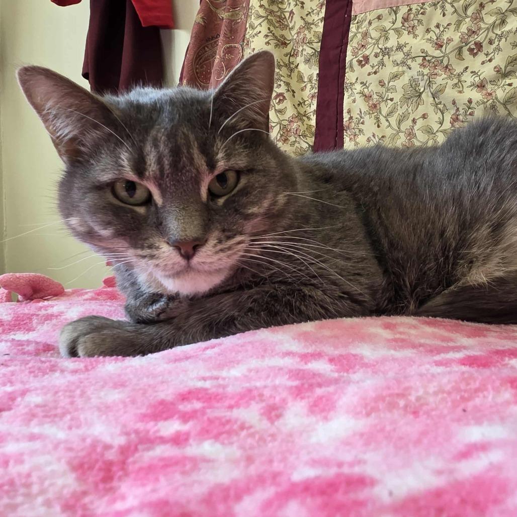 Bella, a Adoptable Domestic Short Hair in Ballston Spa, NY image 1/5