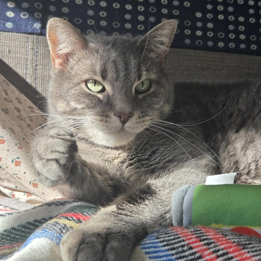 Bella, a Adoptable Domestic Short Hair in Ballston Spa, NY image 2/6