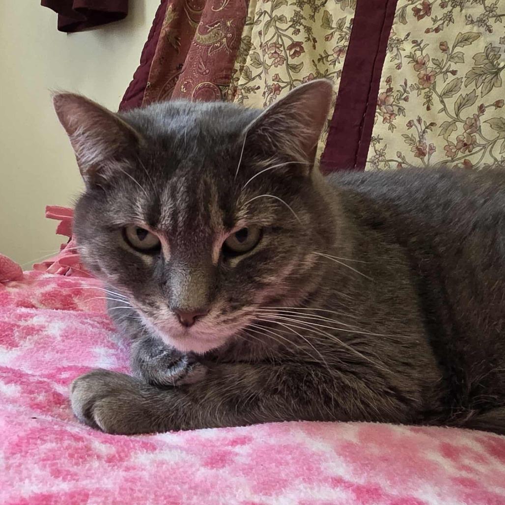 Bella, a Adoptable Domestic Short Hair in Ballston Spa, NY image 3/5