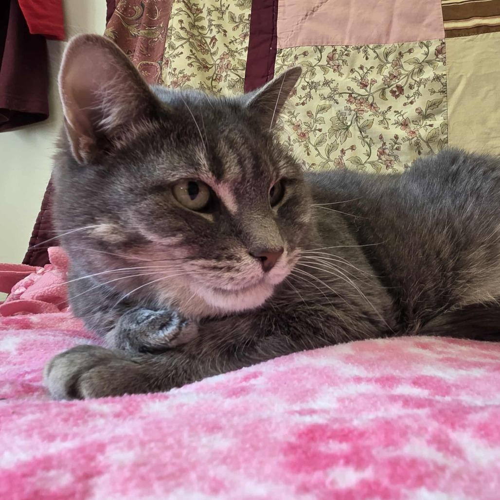 Bella, a Adoptable Domestic Short Hair in Ballston Spa, NY image 4/5