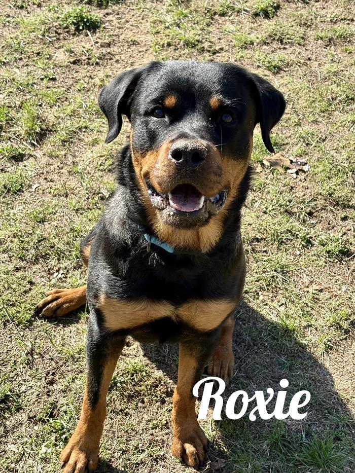 Roxie, ADOPTABLE, Adult Female Rottweiler.