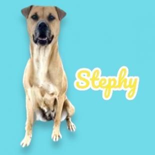Enlarge Stephy, a Adoptable mixed breed in Scottsdale, AZ image 1/1