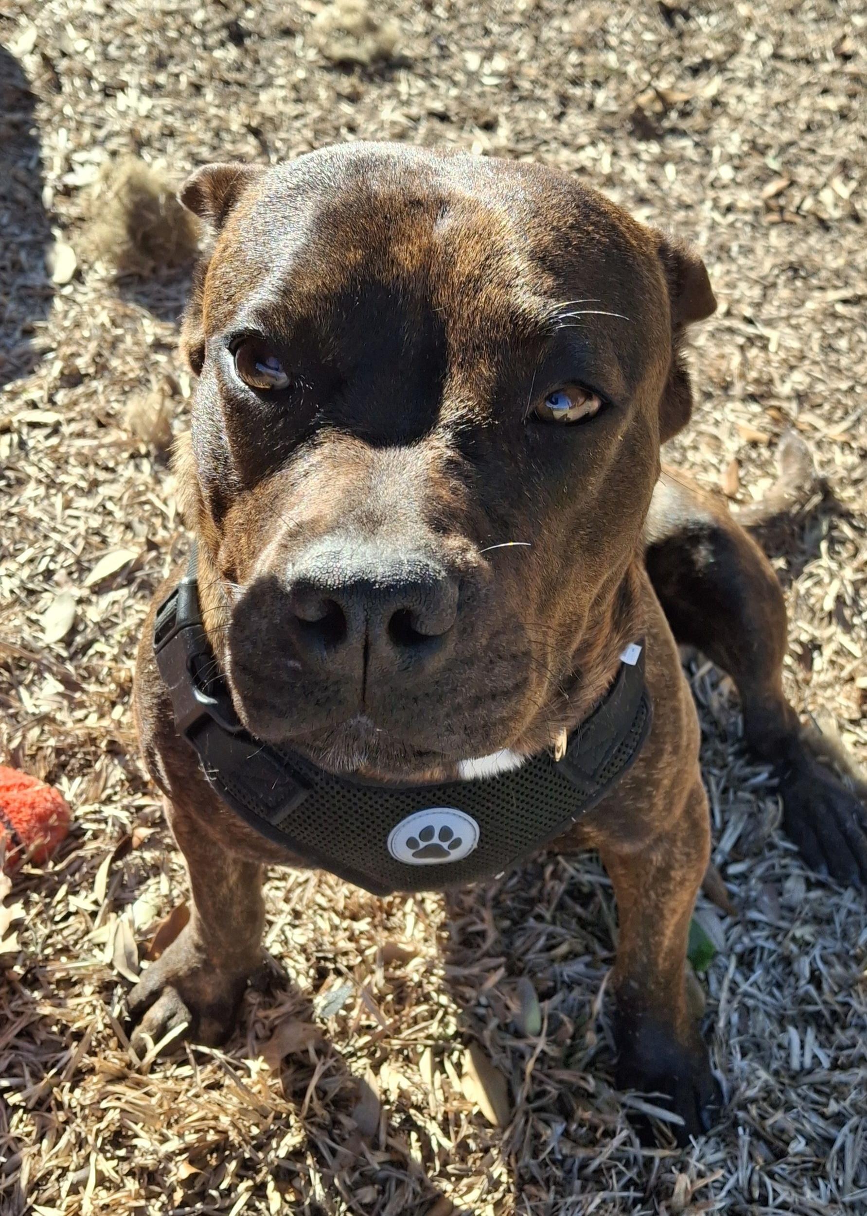 Bean — thumbnail 2