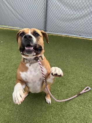 Enlarge Davinci, a Adoptable mixed breed in Fishers, IN image 1/6