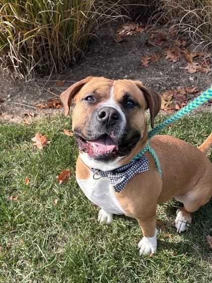 Enlarge Davinci, a Adoptable mixed breed in Fishers, IN image 3/6