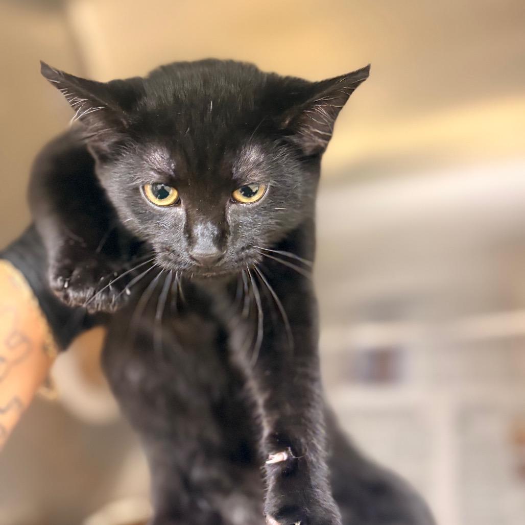 Onyx, Adoptable, Kitten Male Domestic Short Hair.