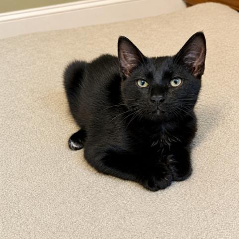Enlarge Onyx, a Adoptable Domestic Short Hair in Winston-Salem, NC image 2/3