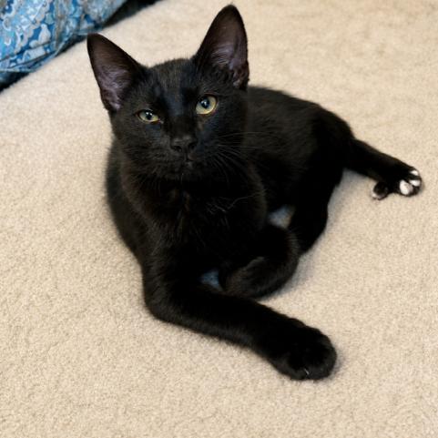 Enlarge Onyx, a Adoptable Domestic Short Hair in Winston-Salem, NC image 3/3
