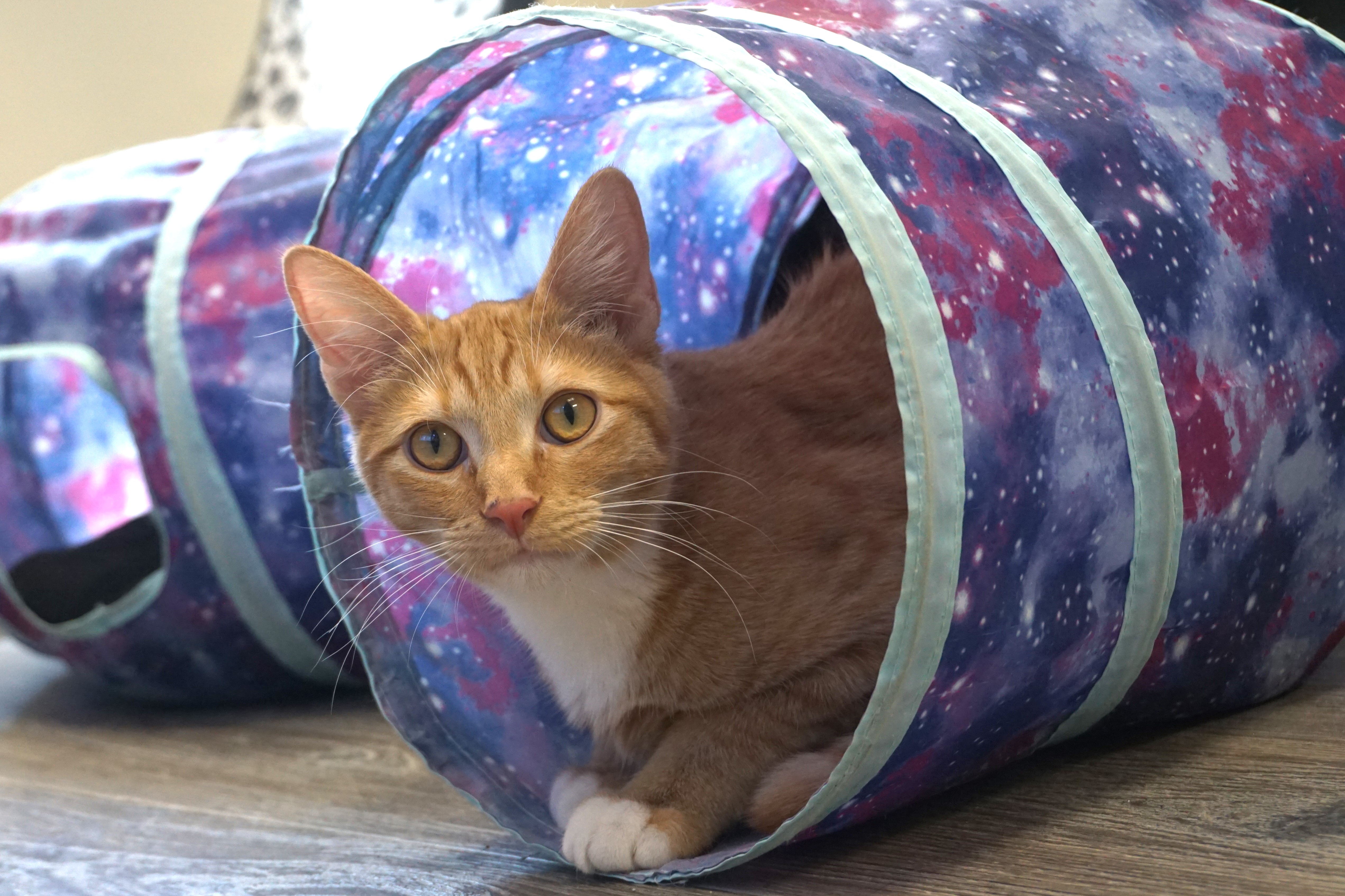 Enlarge Sascha, an adoptable Domestic Short Hair in Fountain Hills, AZ image 3/5