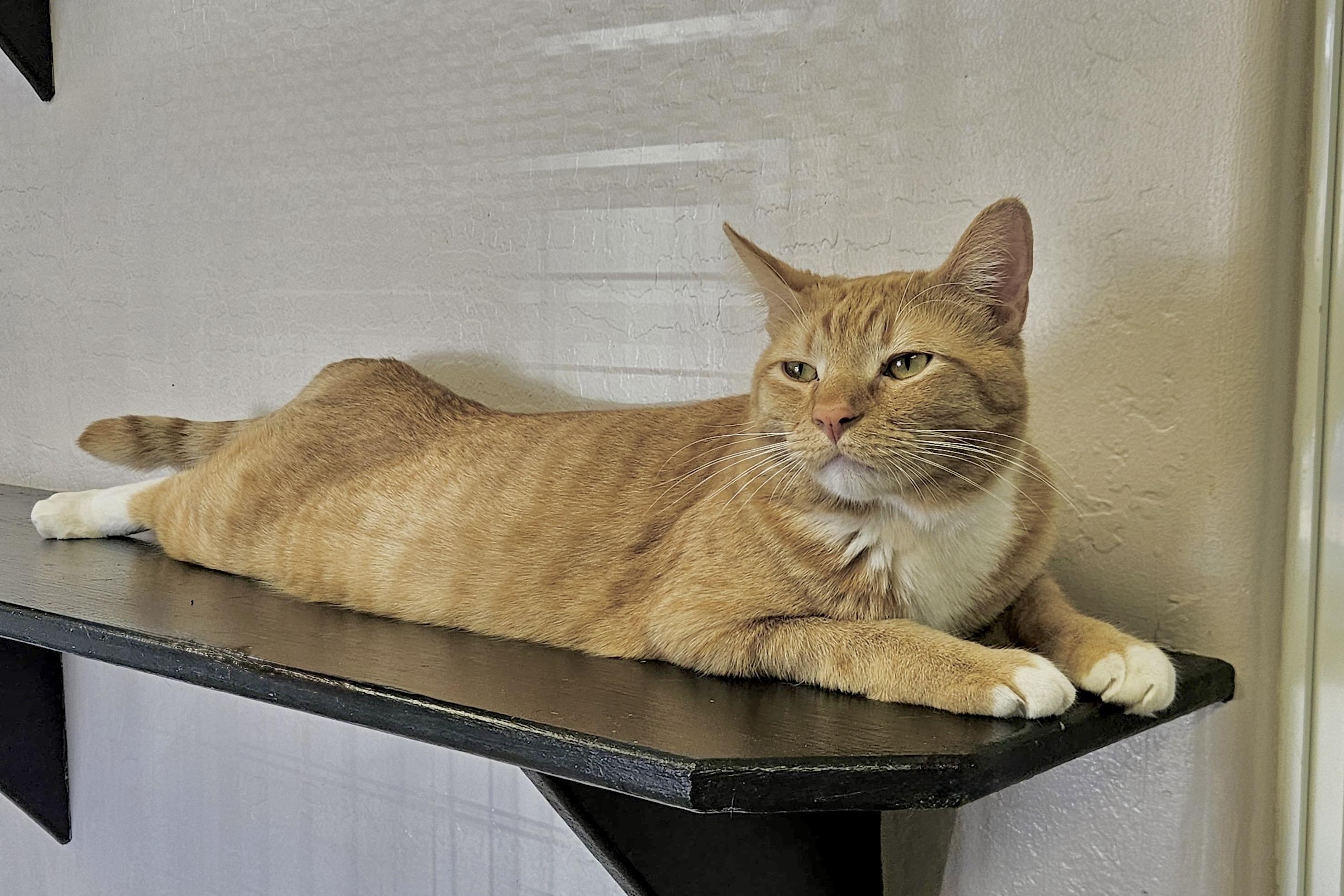 Enlarge Sascha, an adopted Domestic Short Hair in Fountain Hills, AZ image 4/6