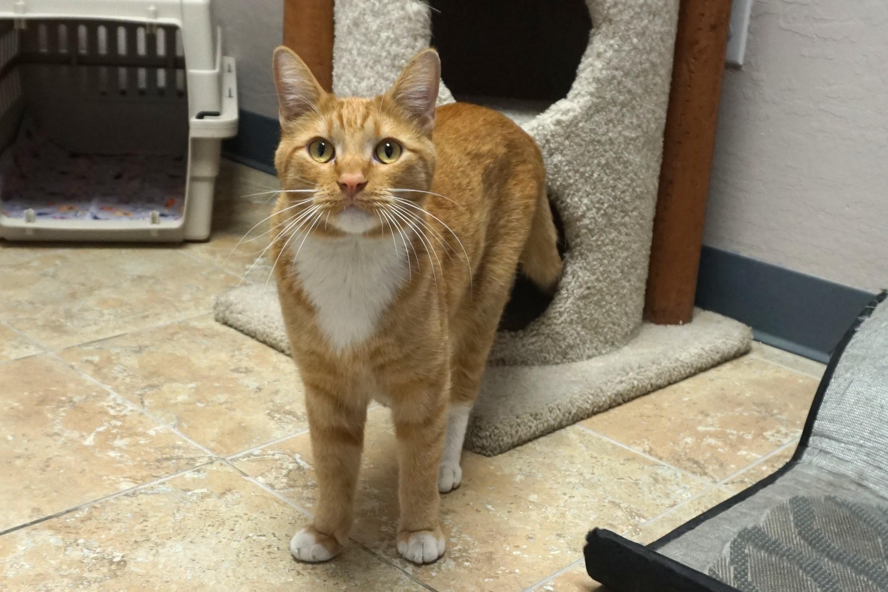 Sascha, adoptable, Adult Male Domestic Short Hair.