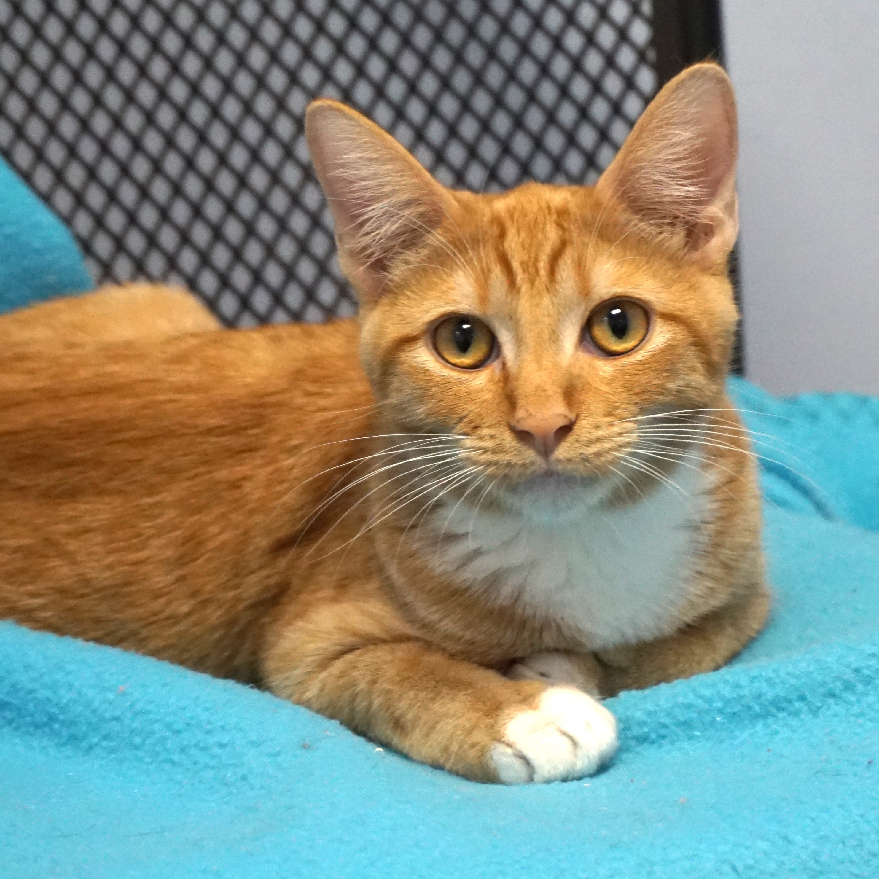 Enlarge Sascha, an adoptable Domestic Short Hair in Fountain Hills, AZ image 5/5