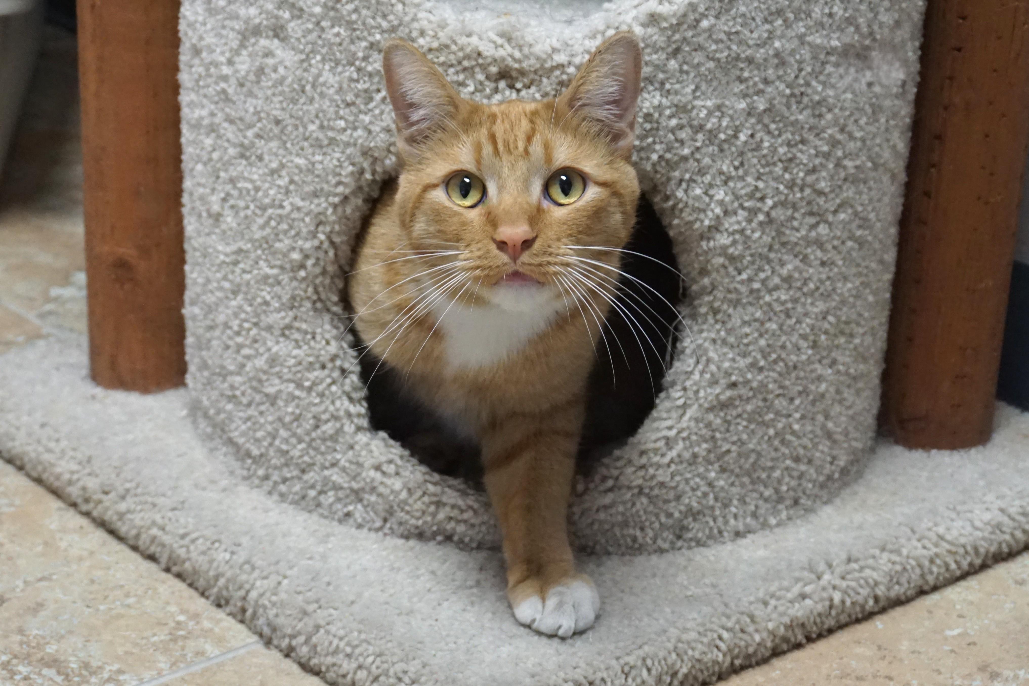 Enlarge Sascha, an adoptable Domestic Short Hair in Fountain Hills, AZ image 2/5