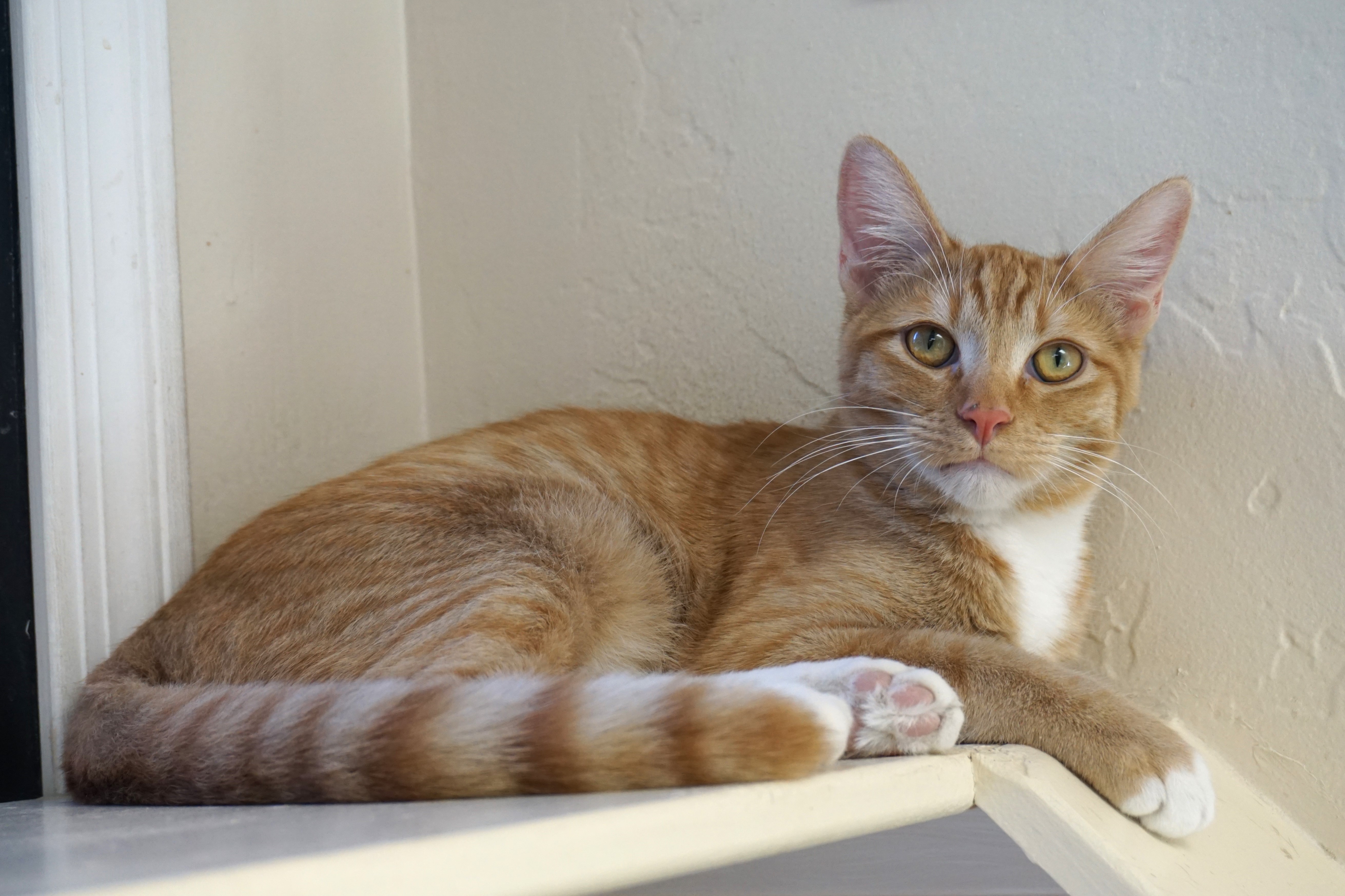 Enlarge Sascha, an adoptable Domestic Short Hair in Fountain Hills, AZ image 4/5
