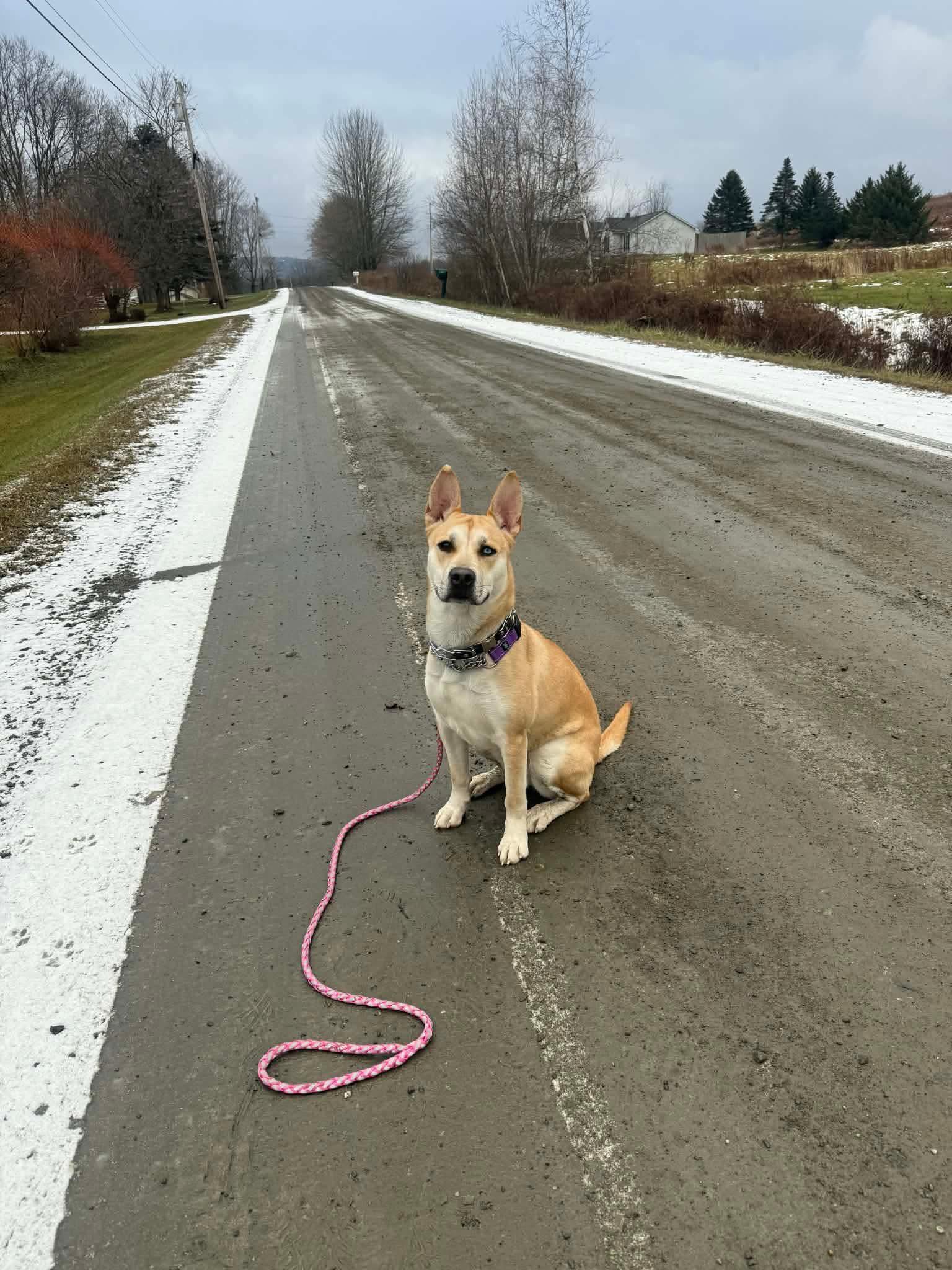 Paisley, a ADOPTABLE Mixed Breed in Randolph Center, VT image 1/3