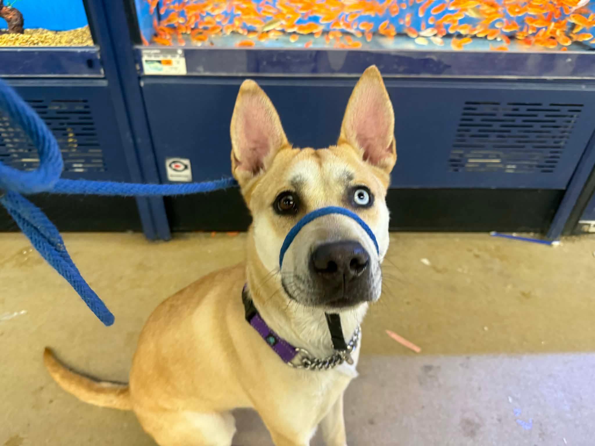 Paisley, a ADOPTABLE Mixed Breed in Randolph Center, VT image 2/3