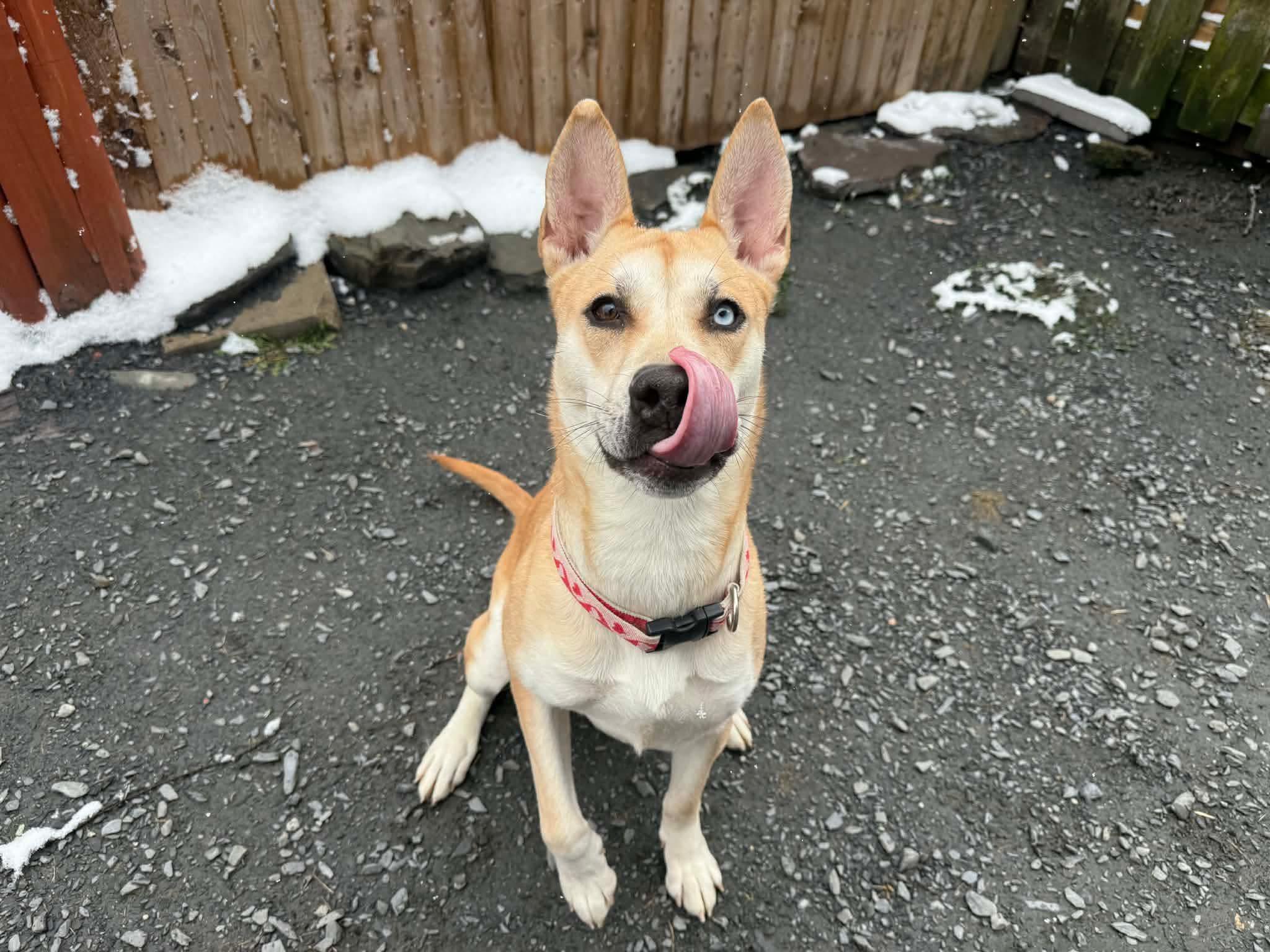 Paisley, a ADOPTABLE Mixed Breed in Randolph Center, VT image 3/3