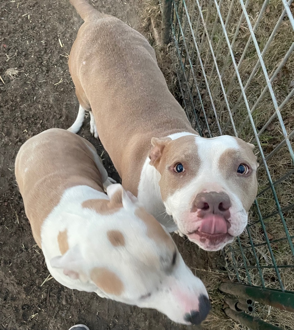 Enlarge Athena, a Adoptable mixed breed in Anna, TX image 1/8