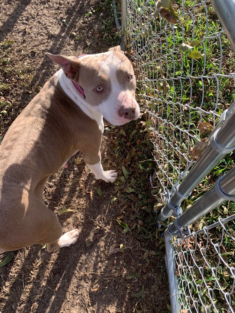 Enlarge Athena, a Adoptable mixed breed in Anna, TX image 3/8