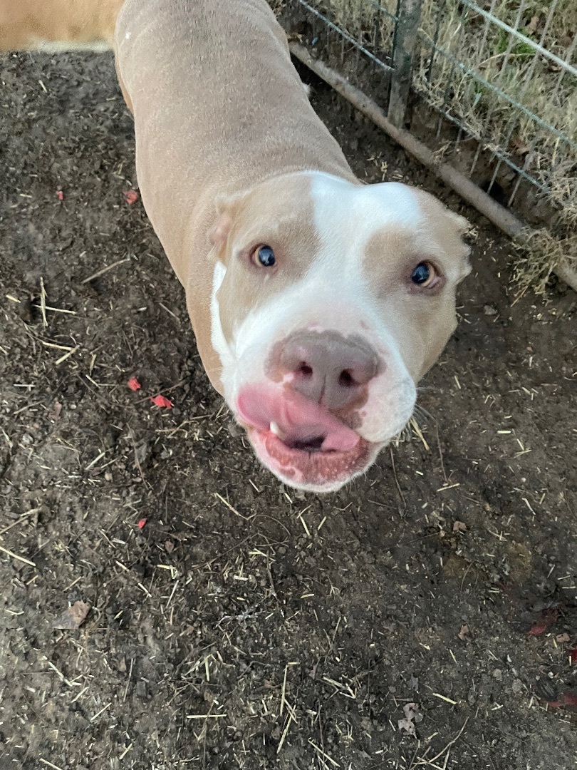 Athena, Adult Female American Bulldog