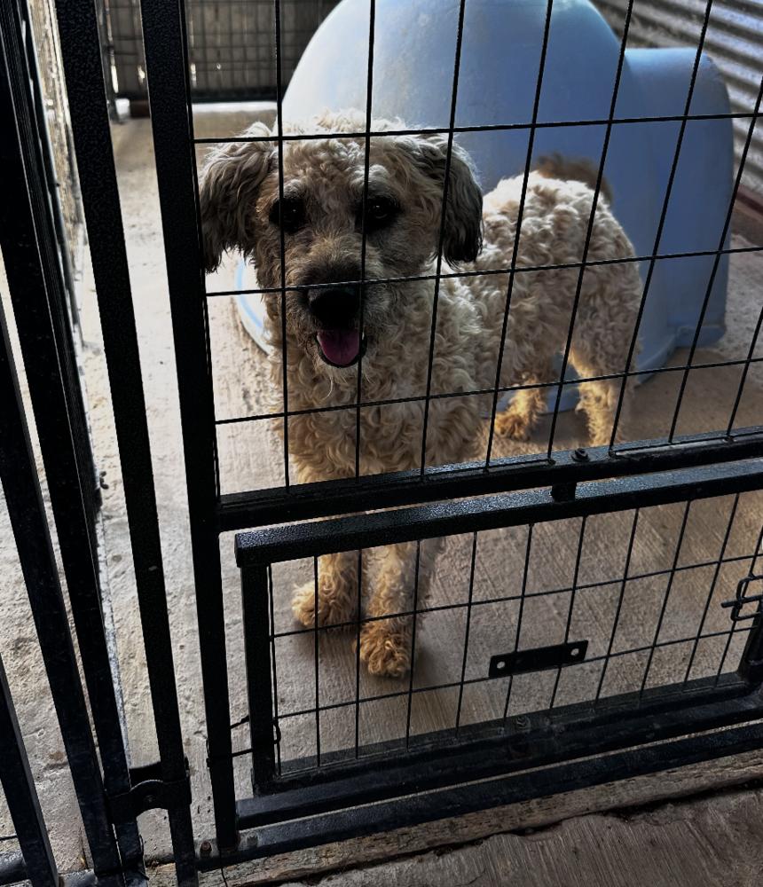 Enlarge Cookie, a Adoptable mixed breed in Manhattan, NY image 2/2