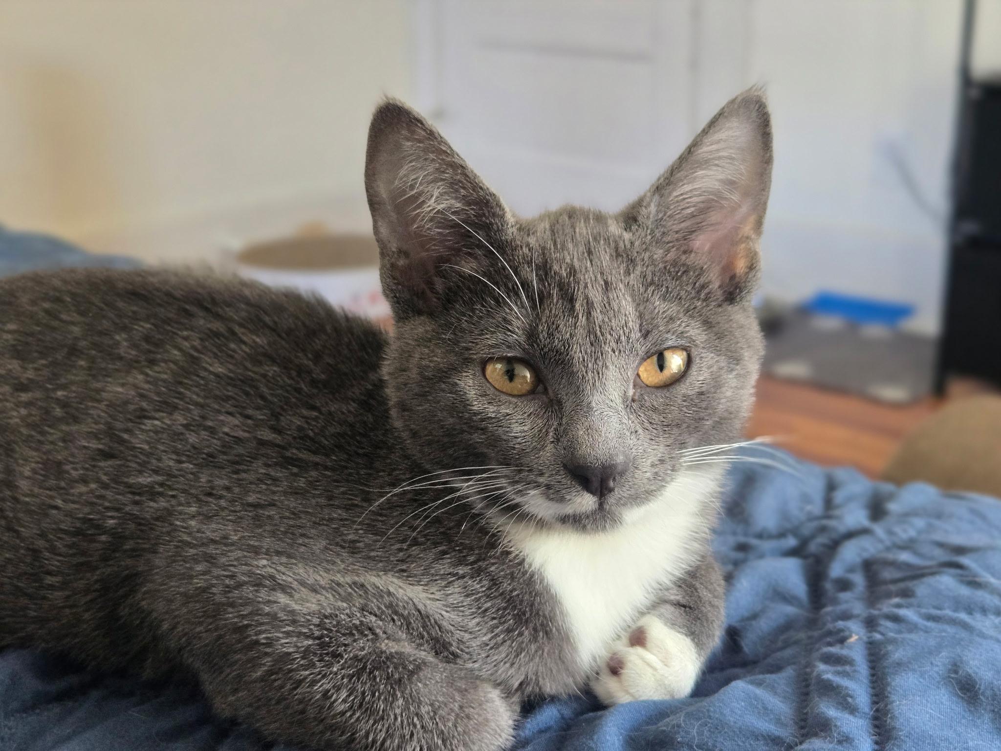 Rachel, a ADOPTABLE Domestic Short Hair in Montclair, NJ image 1/6