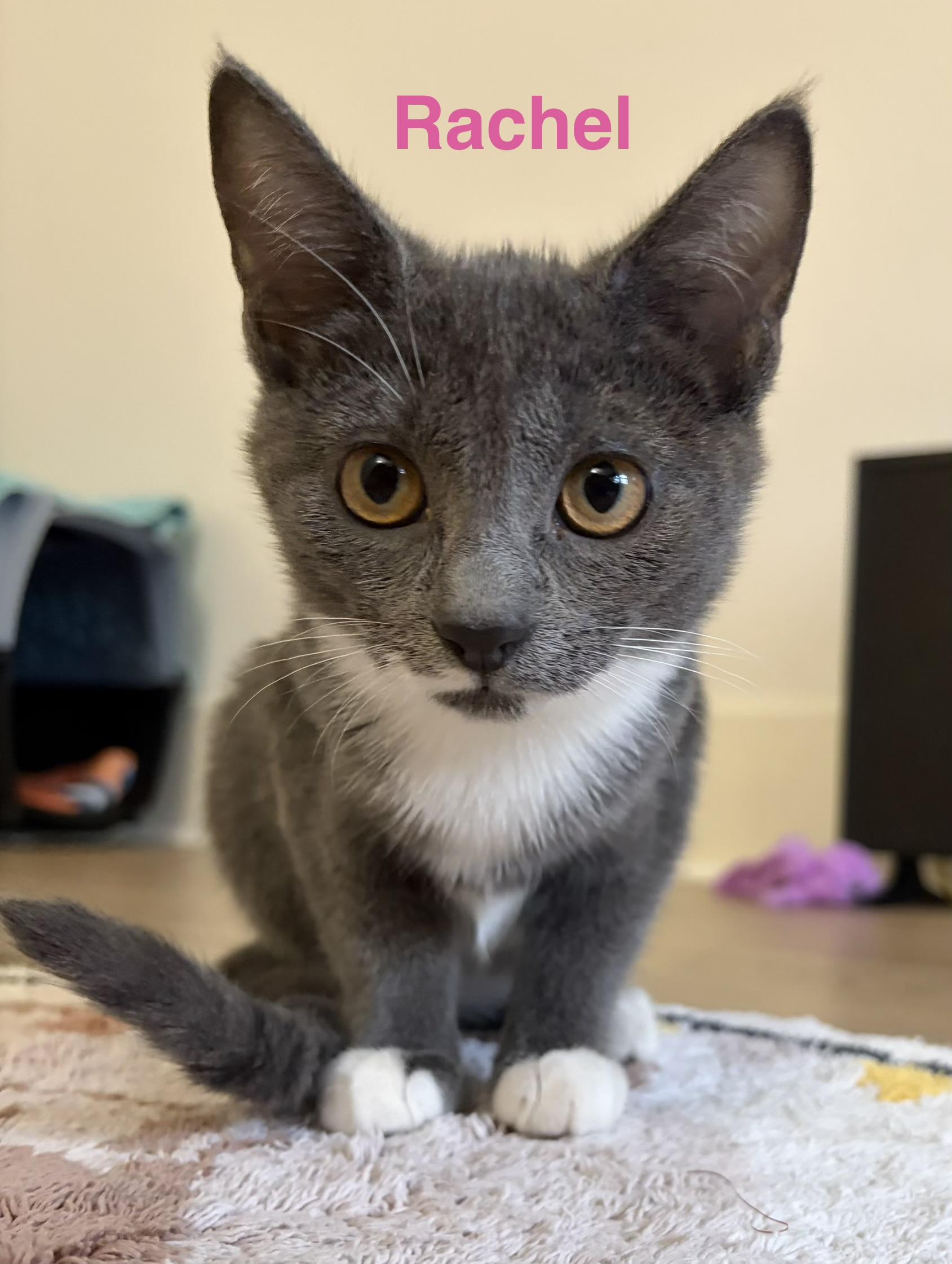 Rachel, a ADOPTABLE Domestic Short Hair in Montclair, NJ image 6/6