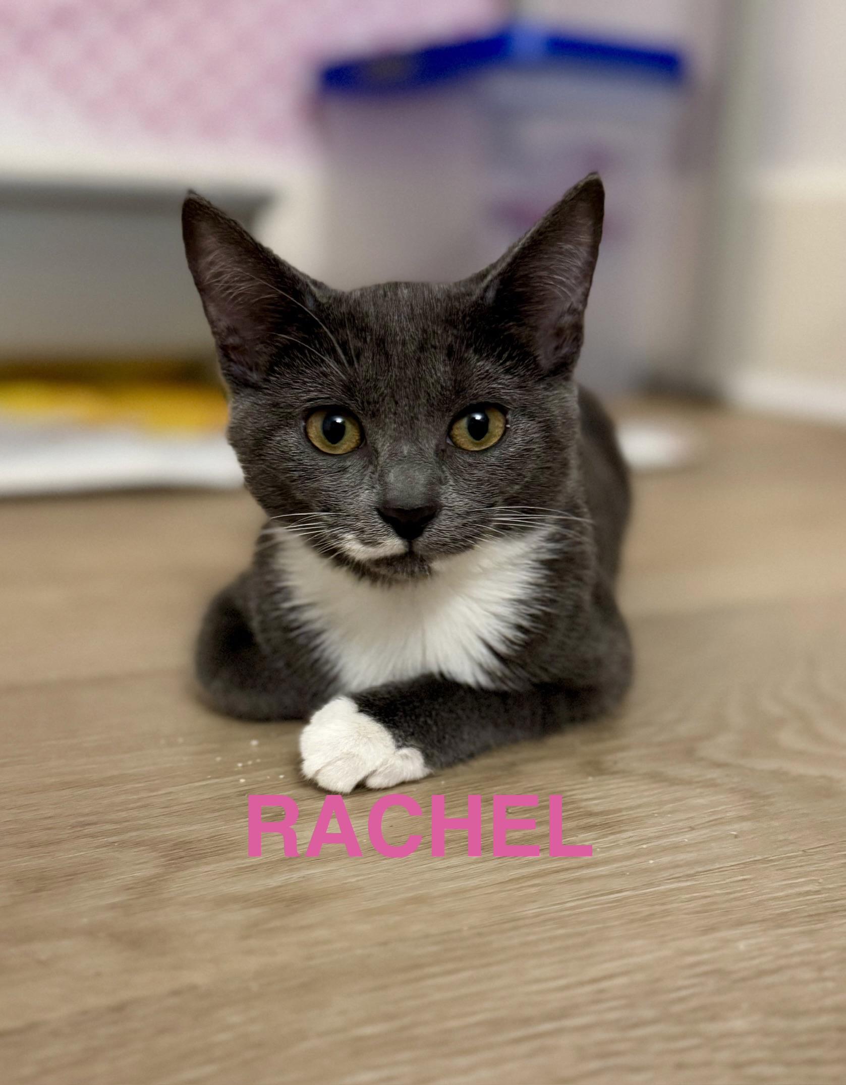 Rachel, a ADOPTABLE Domestic Short Hair in Montclair, NJ image 3/6