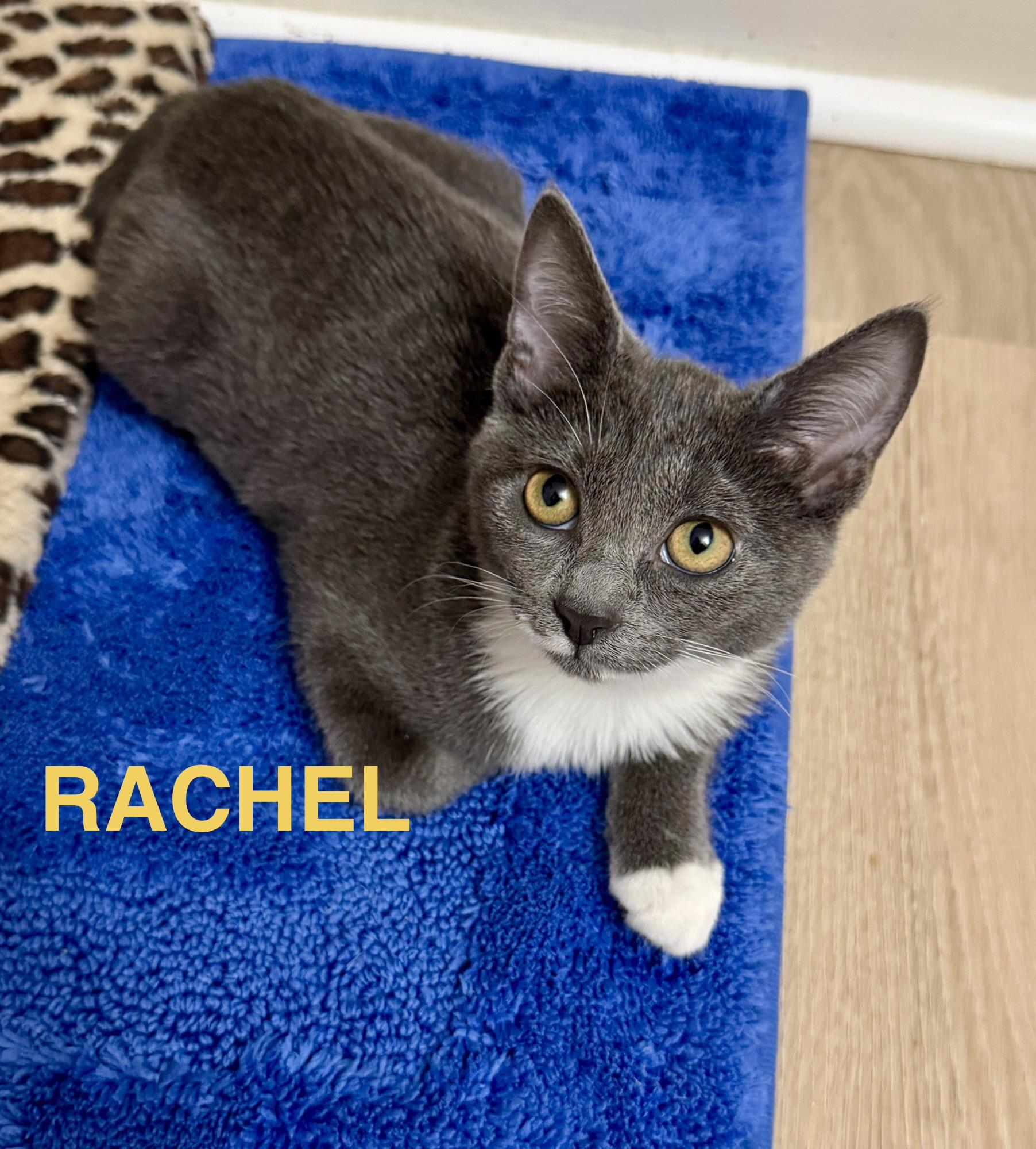 Rachel, a ADOPTABLE Domestic Short Hair in Montclair, NJ image 2/6